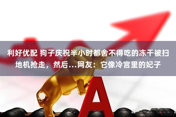 利好优配 狗子庆祝半小时都舍不得吃的冻干被扫地机抢走，然后…网友：它像冷宫里的妃子